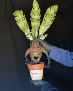 Posteo de Instagram Frase Motivacional Magia Minimalista Rojo (1)