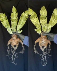 Posteo de Instagram Frase Motivacional Magia Minimalista Rojo