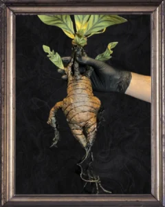 Posterior sin maceta