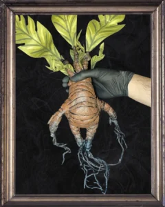 Posterior sin maceta