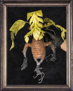 Posterior sin maceta