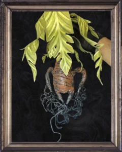 Posterior sin maceta