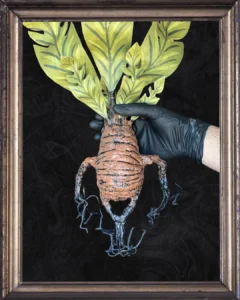 Posterior sin maceta