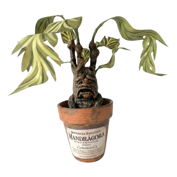 Mandrágora - Picketleaf