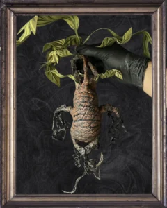 Posterior sin maceta