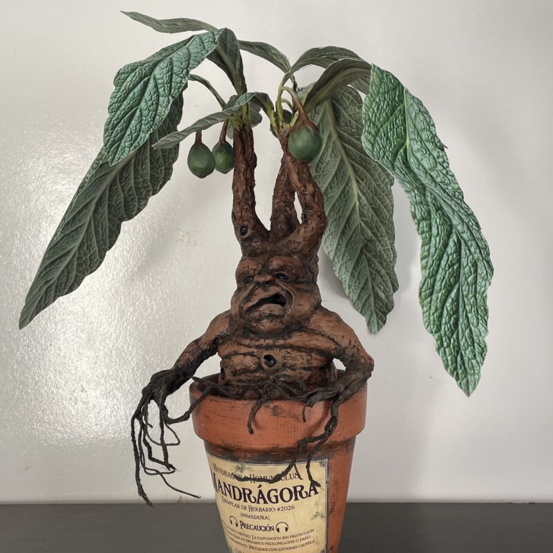 Mandrágora - Groompyroot
